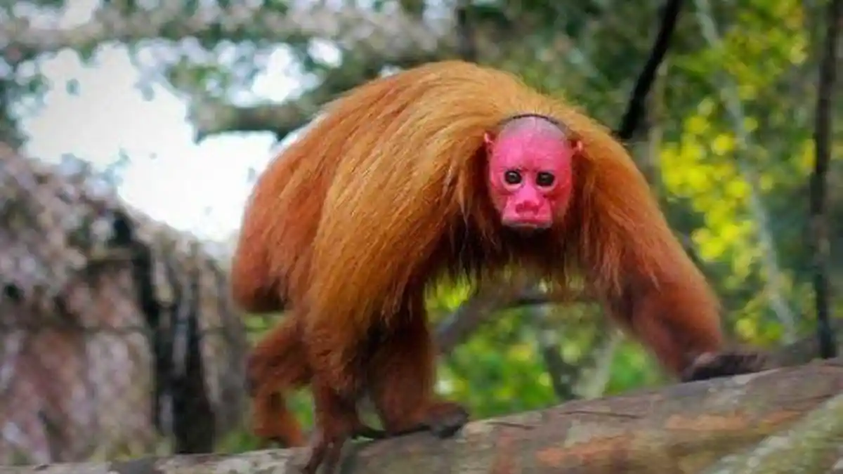 7 Arti Mimpi Tentang Monyet Muka Merah Menurut Primbon Jawa, Pertanda Baik atau Buruk?