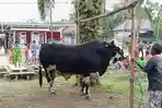 Lampung-Timur-jadi-daerah-pemotongan-sapi-kurban-terbanyak-di-Lampung.jpg