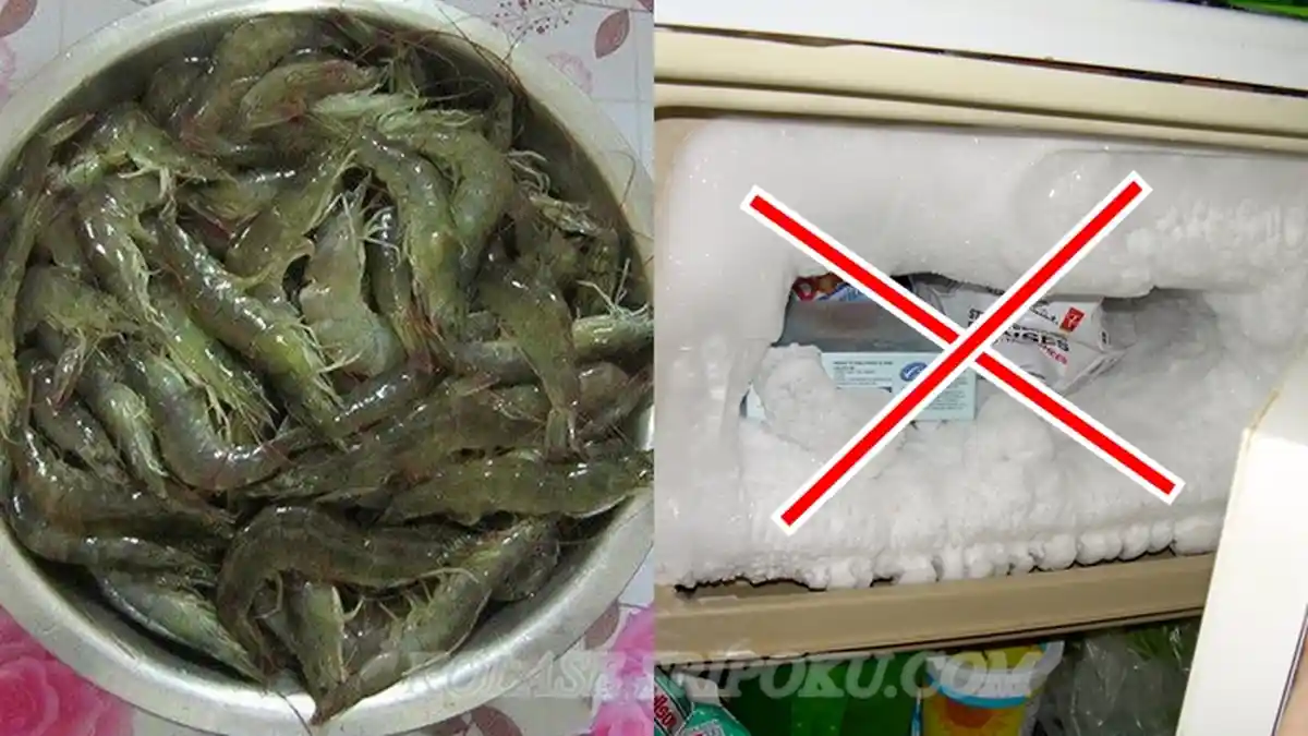 Jangan Langsung Simpan Udang di Kulkas. Wow Cara Ini Bisa Buat Udang Segar Walau Setahun