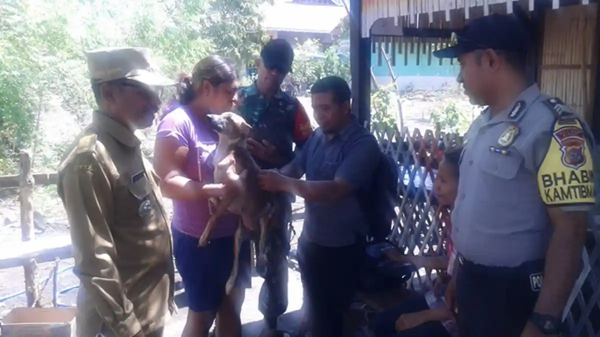 Vaksin Habis, 8.477 Hewan Penular Rabies di Sikka Belum Divaksin