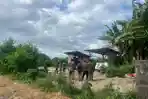 Dikeluhkan-Warga-Aktivitas-Jemur-Limbah-Bulu-Ayam-di-Tojan-Dihentikan-Satpol-PP.jpg