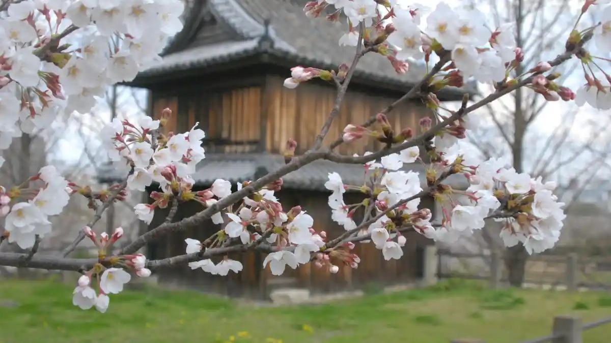 Mau Jadi Duta Wisata Kota Sapporo di Jepang? Ini Dia Enaknya