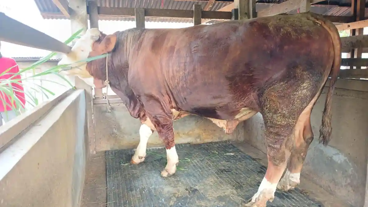 Sapi 1 Ton Milik Warga Koto Baru Diusulkan Jadi Hewan Kurban Presiden ...
