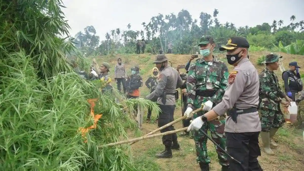 Personel Gabungan Temukan 5 Ha Ladang Ganja di Aceh Utara