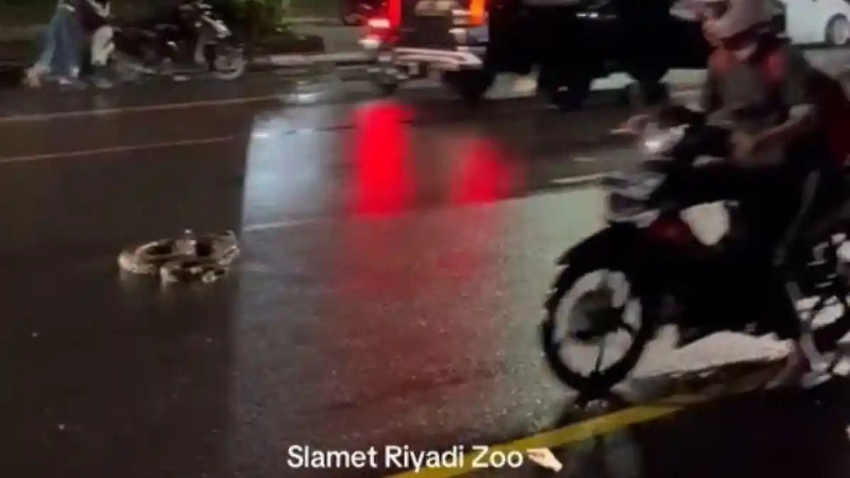 Ular Piton Muncul di Jalan Slamet Riyadi Solo, Rescuer : Musim Hujan Makin Sering Tangkap