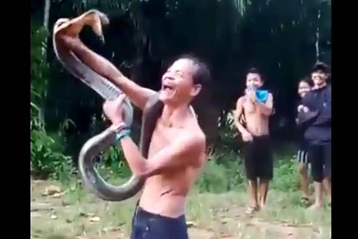 Maut Pria di Toho, Norjani Tewas Digigit King Kobra saat Atraksi