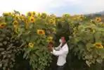 Menikmati Keindahan Ladang Bunga Matahari di Kota Batu