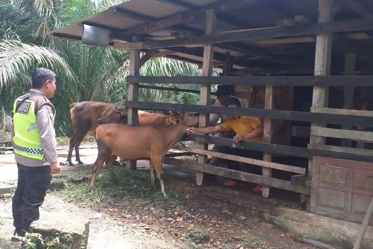 Ribuan Sapi di Merangin Divaksin PMK, Agus: Sebagian Vaksin Kedua