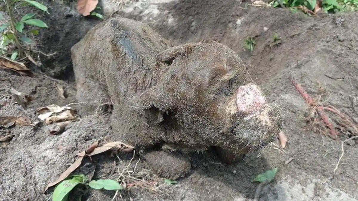 Geger Sapi Bermata Satu Lahir di Kalbar, Pemilik Ungkap Keanehan Induk Saat Hamil
