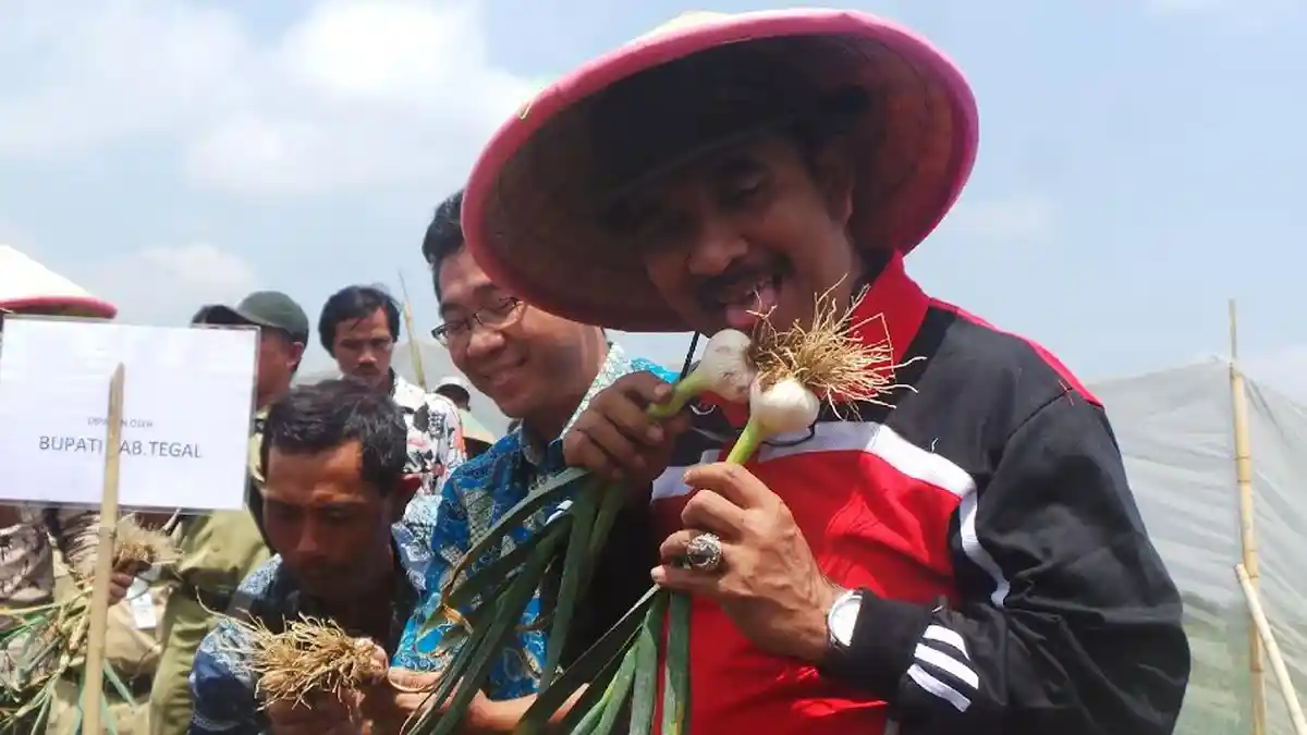 Kabupaten Tegal Jadi Pilot Project Pengembangan Bawang Putih Kualitas Unggul