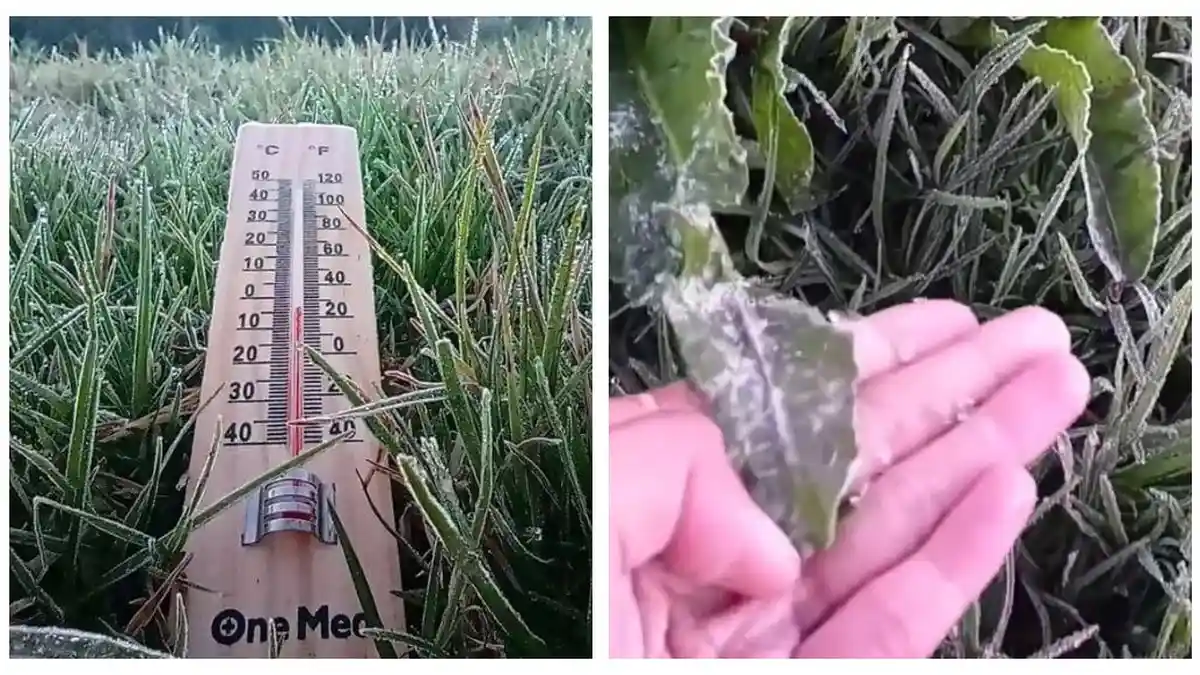 Dataran Tinggi Dieng Super Dingin hingga Daun Diselimuti Es, Ini Kata Kepala Stasiun Meteorologi
