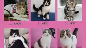 20250901-kucing-Uya-Kuya-yang-hilang.jpg
