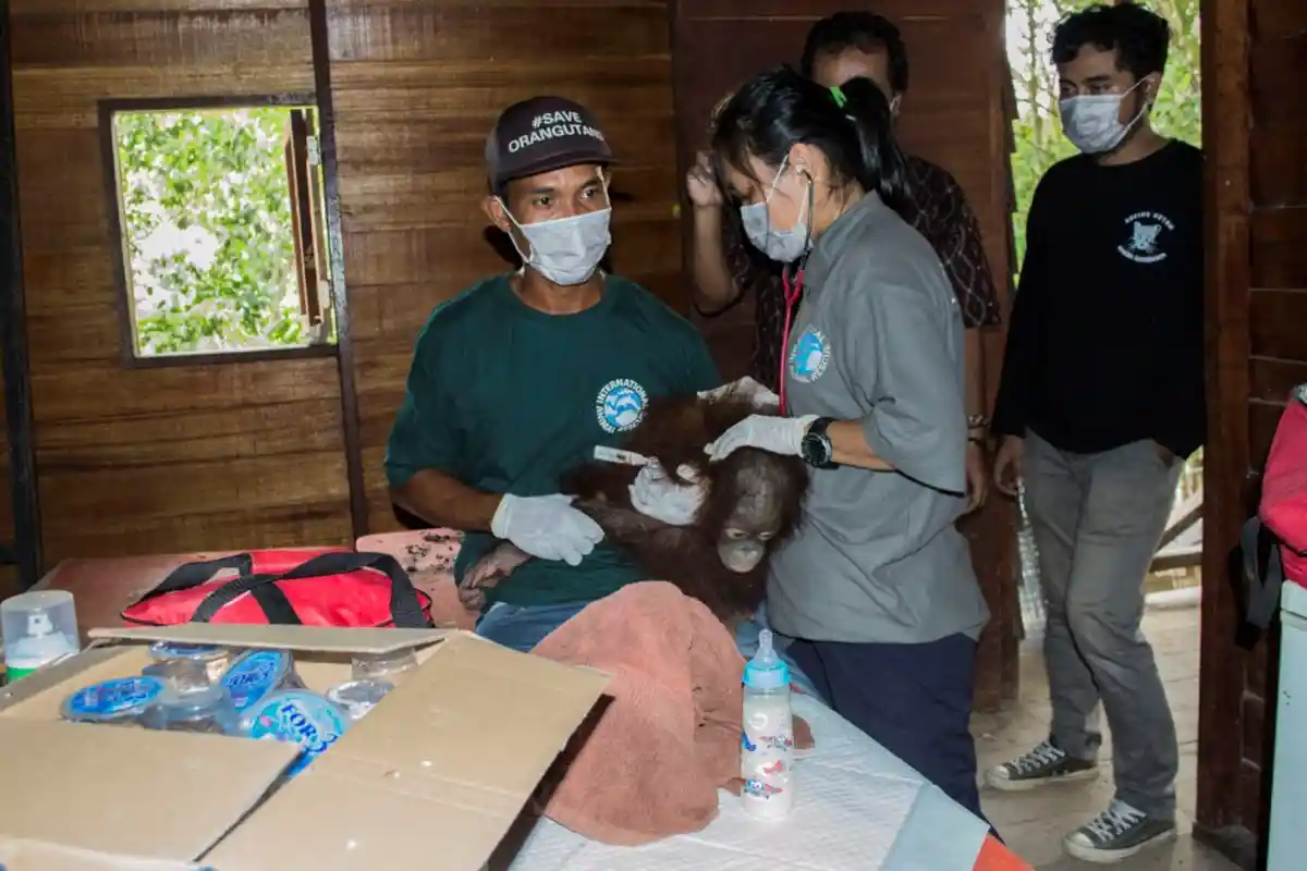 Memelihara Orangutan Bisa Membahayakan Keselamatan, Ini Virus yang Ditularkan