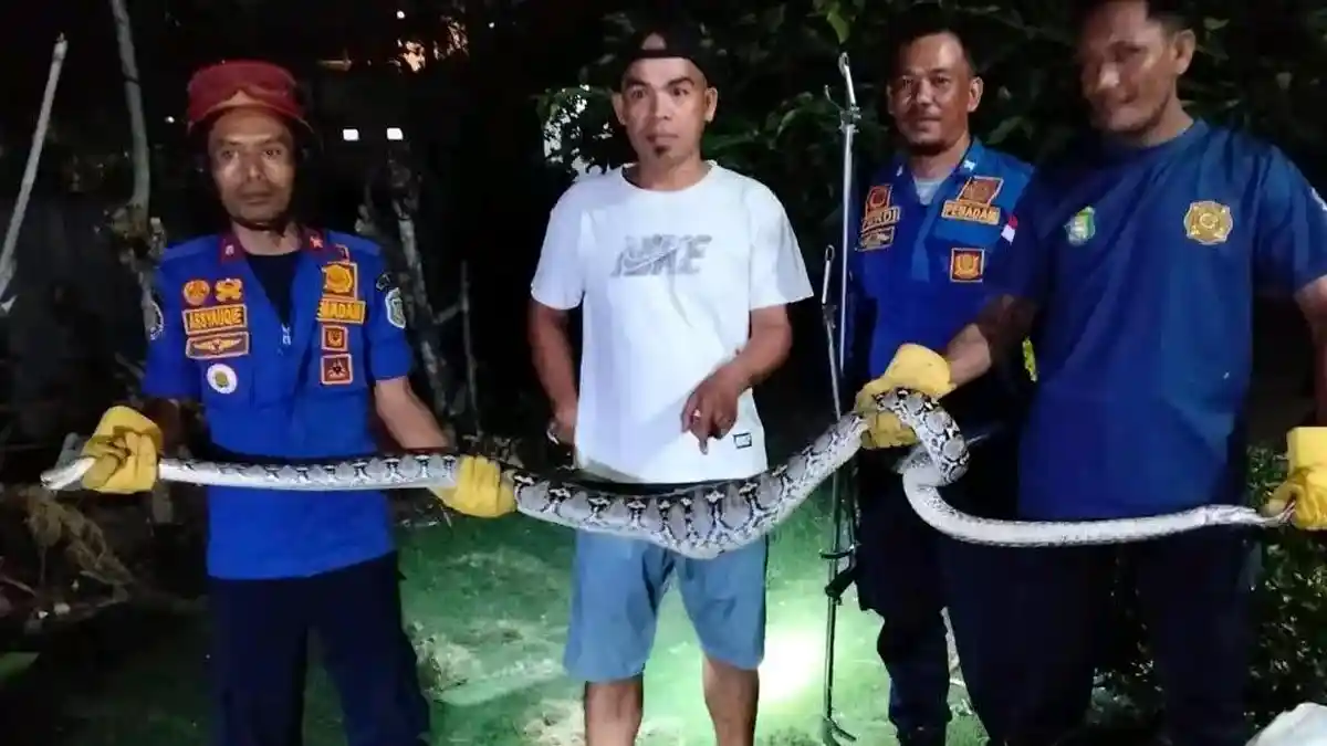 Usai Mangsa Ayam Warga, Ular Sawa di Pasangkayu Dievakuasi dan Dilepasliarkan Petugas Damkar