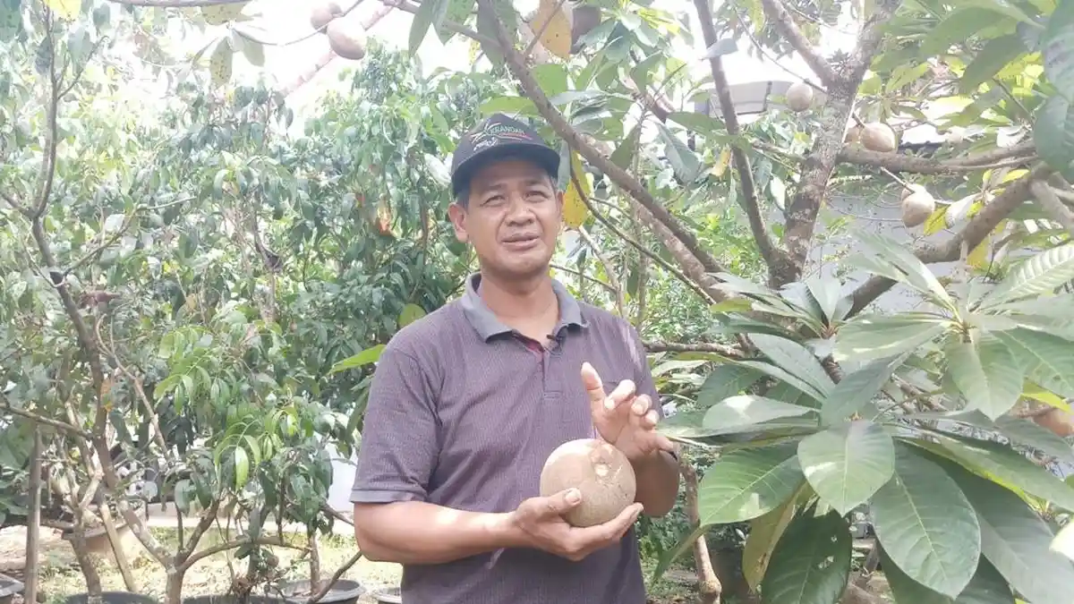 Mengenal Mamey Sapote , Sawo Raksasa yang Berhasil Dibudidayakan oleh Petani di Magelang