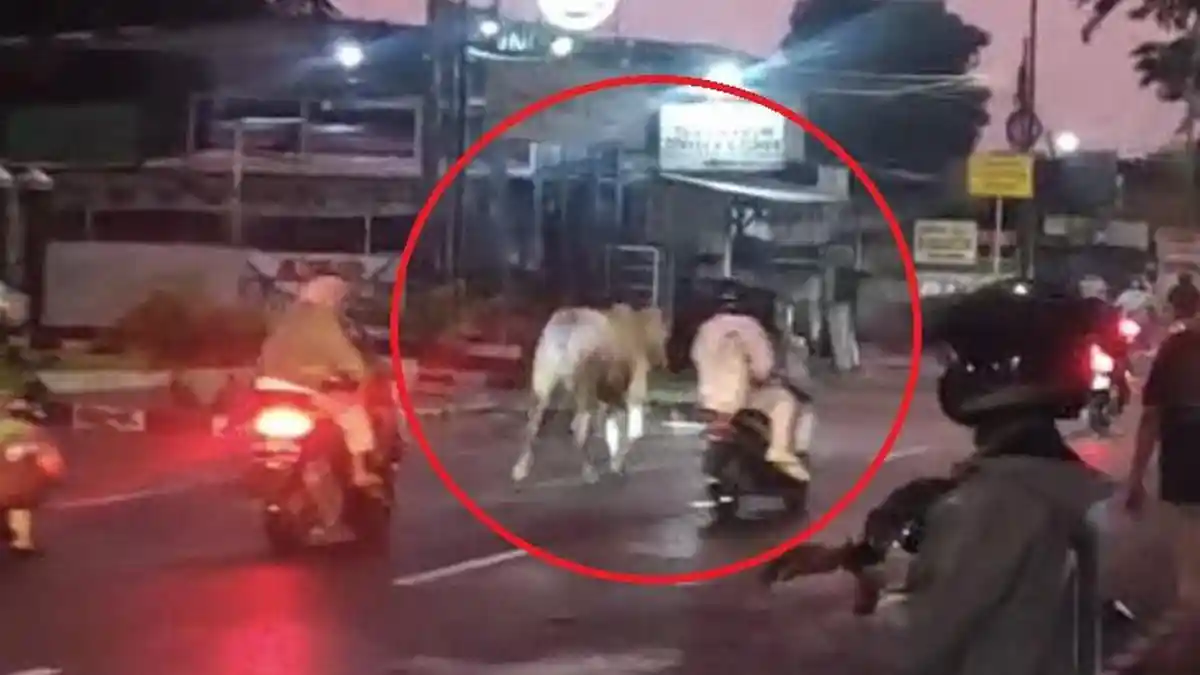 Sapi Kurban Lepas dan Berlari di Jalan Raya Pondok Gede Bikin Panik Warga