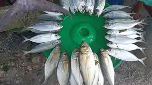 Ikan-langgur-malra.jpg