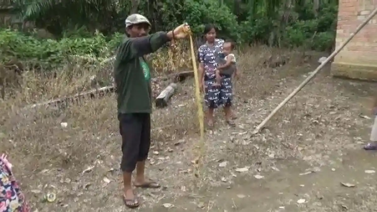 Ular Kobra Sepanjang 1,5 Meter Masuk Plafon Rumah di Muaro Jambi, Warga Pun Panik