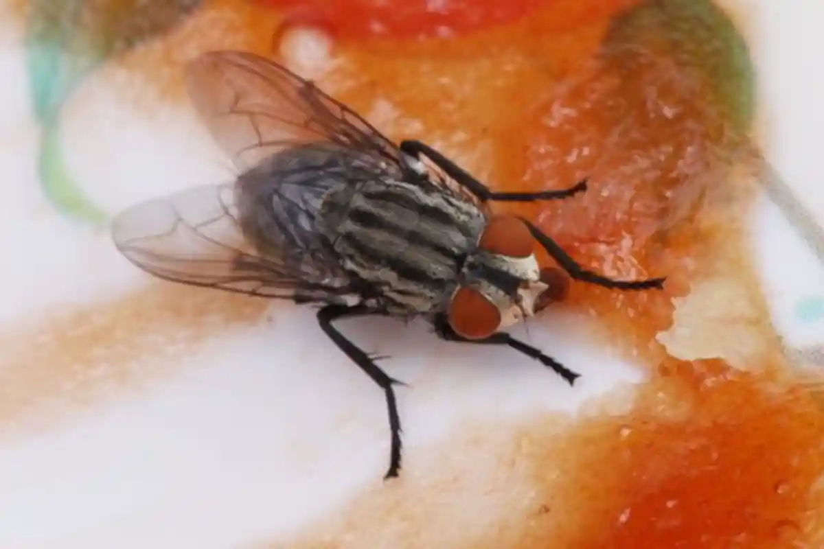 Jangan Dimakan! Ini Bahaya Makanan Dihinggapi Lalat Walau Sedetik, Bakteri dari Kecoak Kalah
