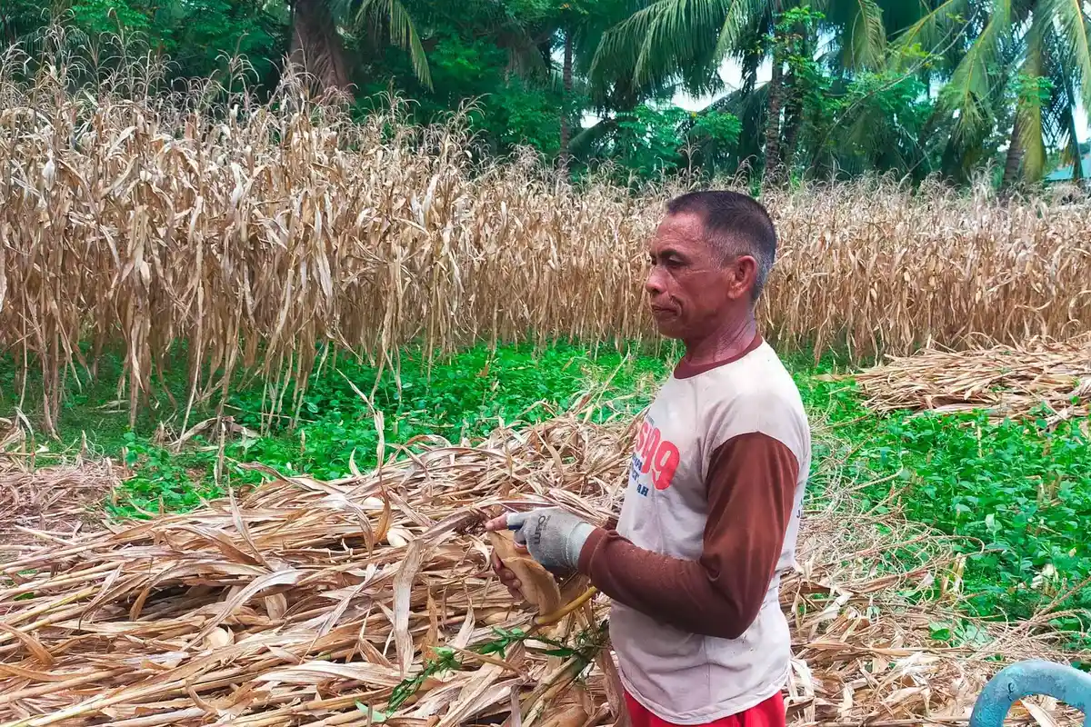 Harga Jagung di Boalemo Gorontalo Anjlok hingga Rp 3 Ribu per Kg, Petani Sedih