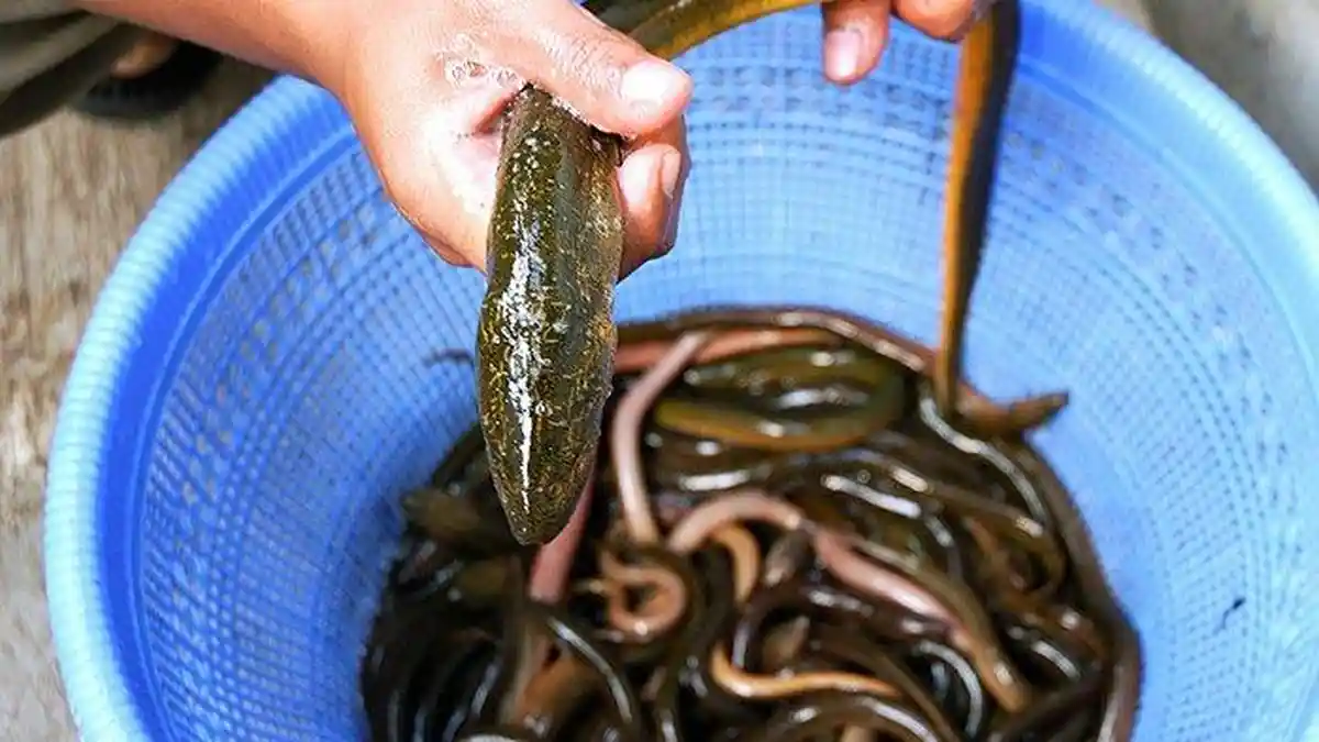 Belut Memiliki Kandungan Protein yang Tinggi, Ini Manfaat dan Efek Samping Bagi Kesehatan Tubuh