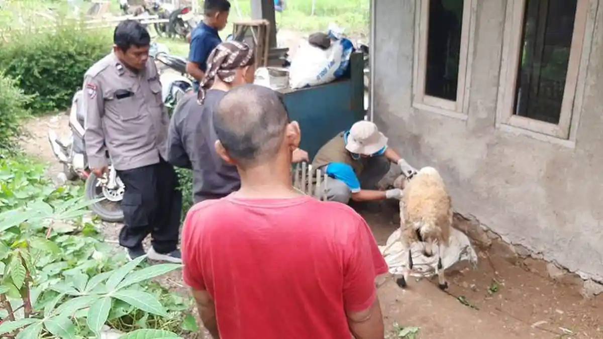 Polisi Cikatomas Tasikmalaya Ungkap Anjing Liar Serang Leher Hewan Ternak Hingga Makan Organ Dalam