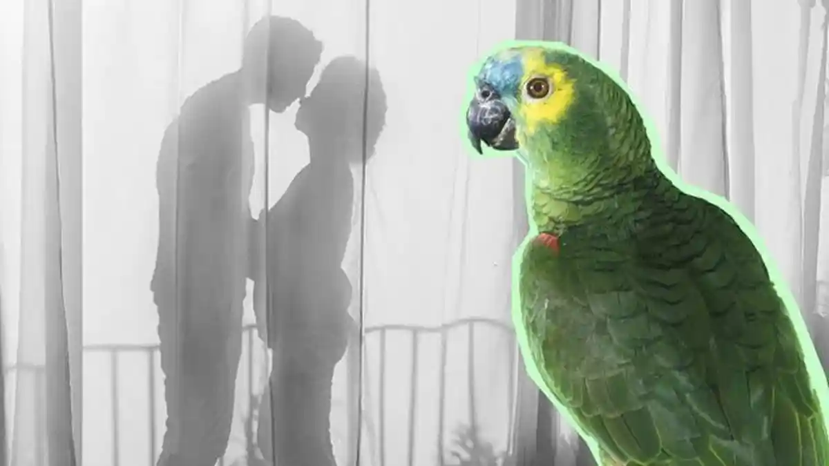 Kicauan Burung Beo Ini Bongkar Perselingkuhan Suami dan Pembantu, Istri Curiga Dengar Kalimat Rayuan