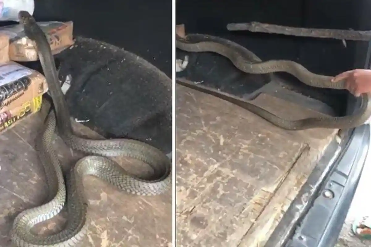 Bikin Merinding, Video Viral Ular King Kobra Lepas dari Paketnya, Begini Kata Pengamat Reptil