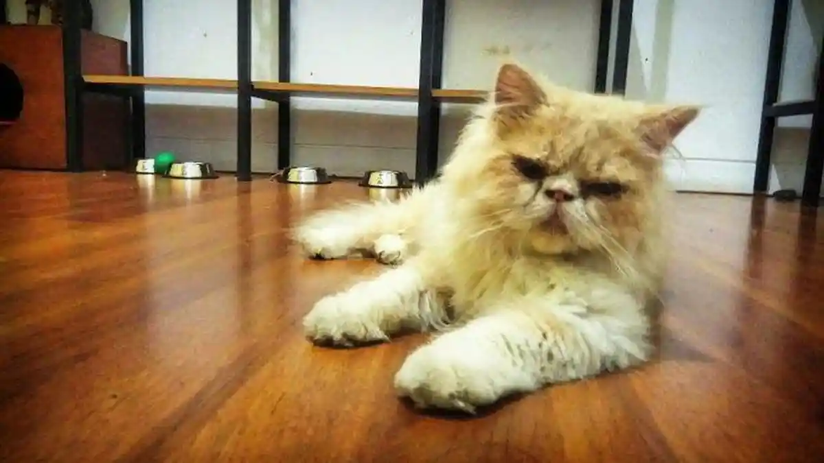 Pemuda di Pinrang Tega Tikam Tetangganya Gegara Dituduh Curi Kucing Anggora