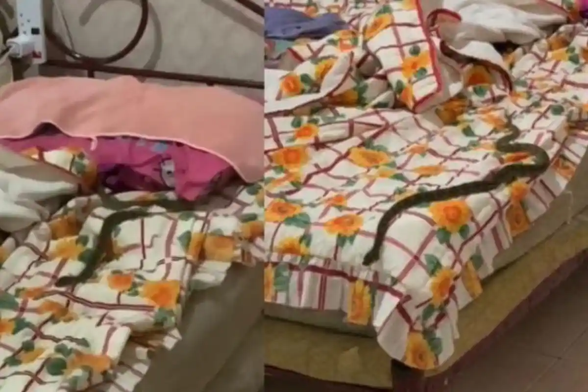 VIRAL Kakak Adik Menjerit, Tengah Malam Histeris Buka Selimut, yang Menjalar di Kaki Ternyata Ular