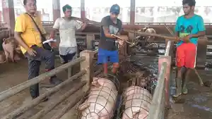 Babi-yang-siap-dipotong-di-RPH-Pesanggaran-Denpasar1.jpg
