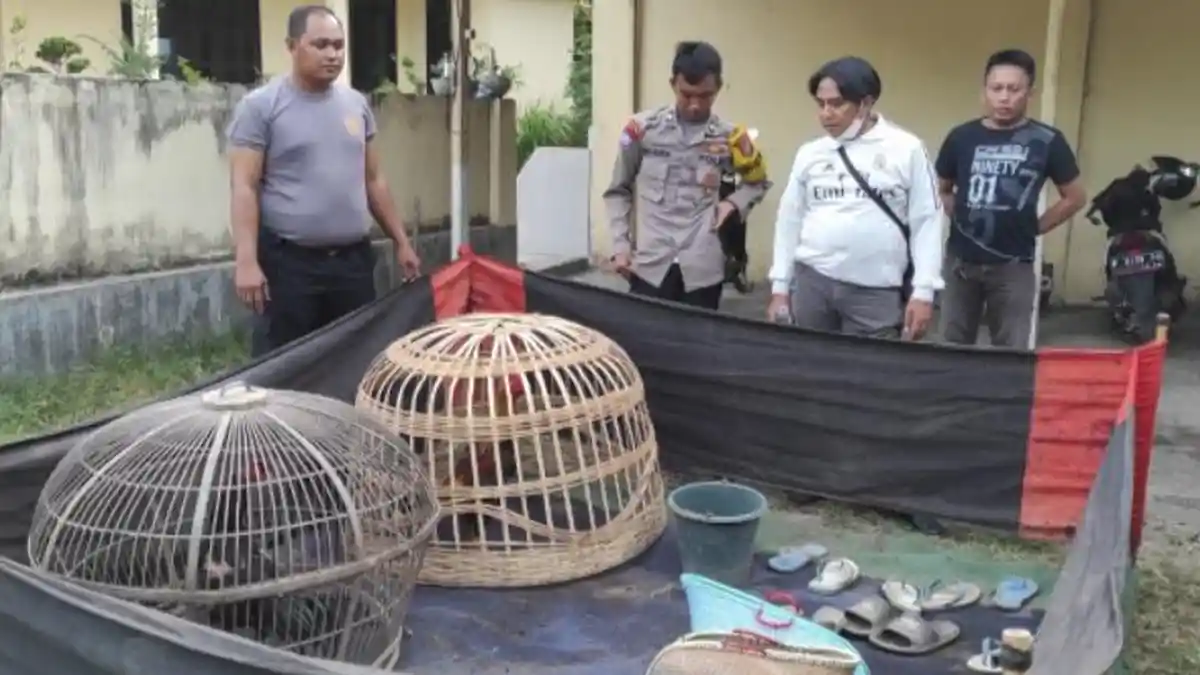 Gara Gara Jalan Sempit, Polisi Gagal Tangkap Penjudi Sabung Ayam di Situbondo