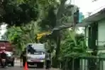 Petugas Dinas Lingkungan Menebang Pohon Tua