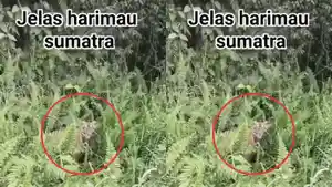 harimau-sumatra-di-pinggir-jalan-poros-Pulau-Rimau-Banyuasin.jpg