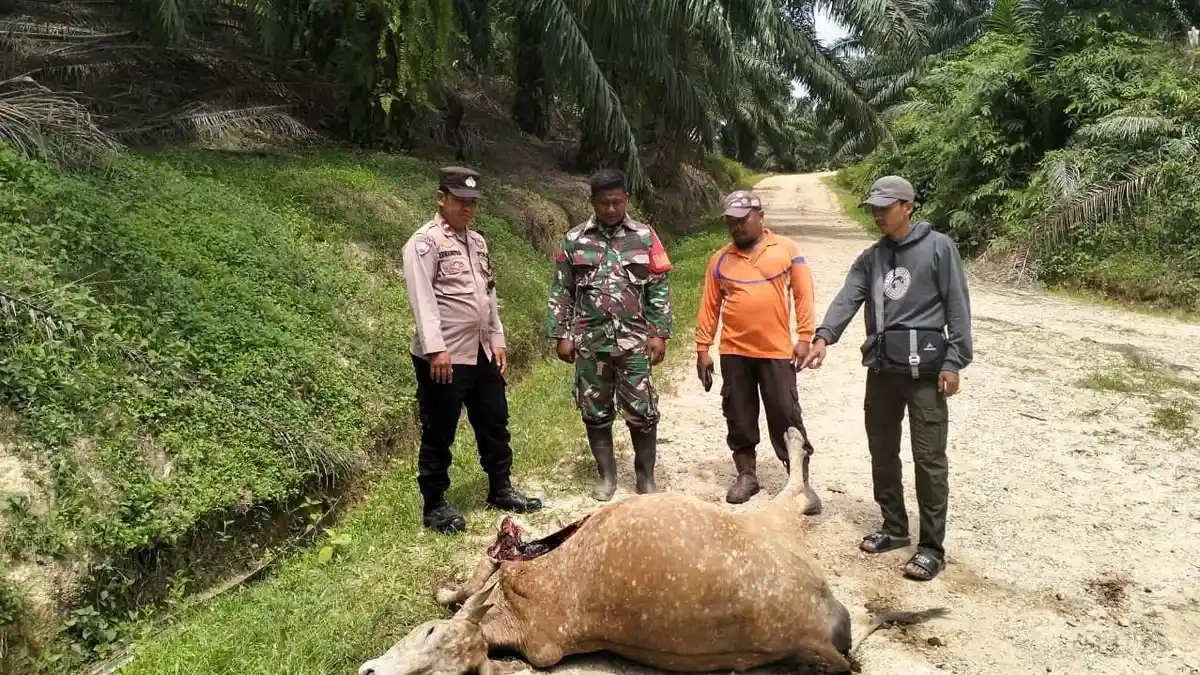 Serangan Harimau Mengganas di Aceh Timur, Ternak Warga Jadi Korban Lagi, BKSDA Tambah Perangkap