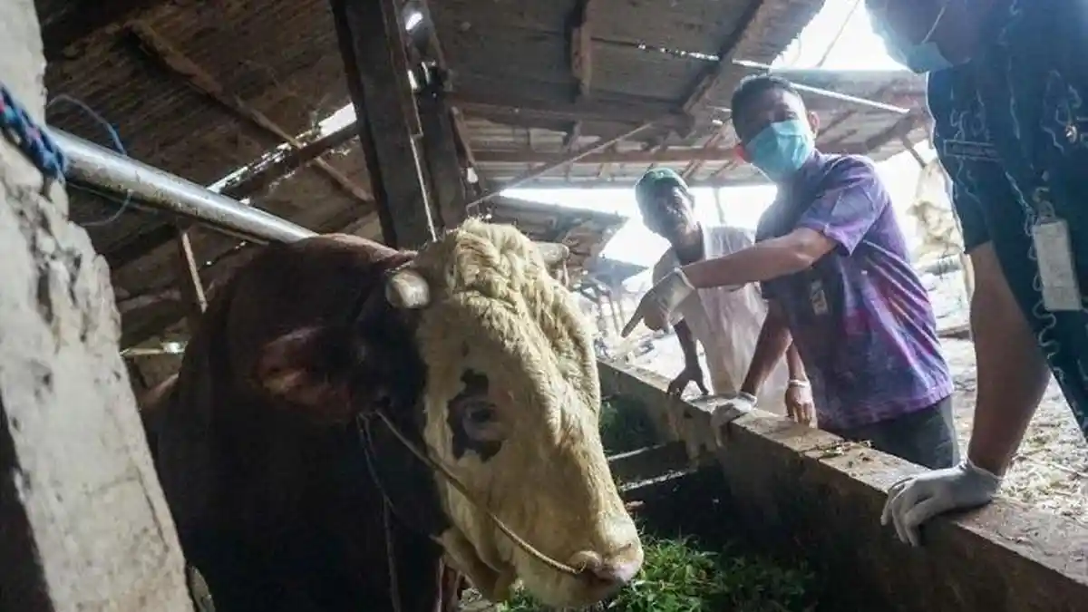 Si Gemblung, Sapi Kurban Presiden Prabowo di Batang, Beratnya Hampir 1 Ton