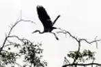 Amati Burung dalam Hari Burung Migrasi Sedunia