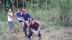 ular-piton-6-meter-kediri.jpg