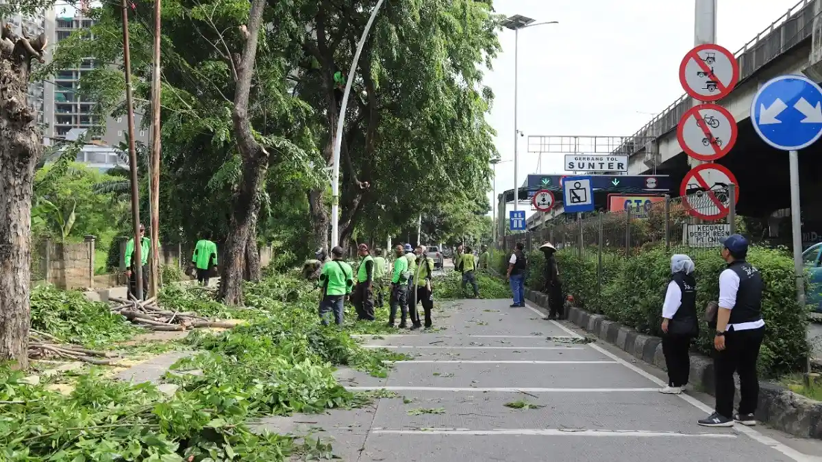 Puluhan Pohon di Jalan Yos Sudarso yang Rawan Tumbang Dipangkas