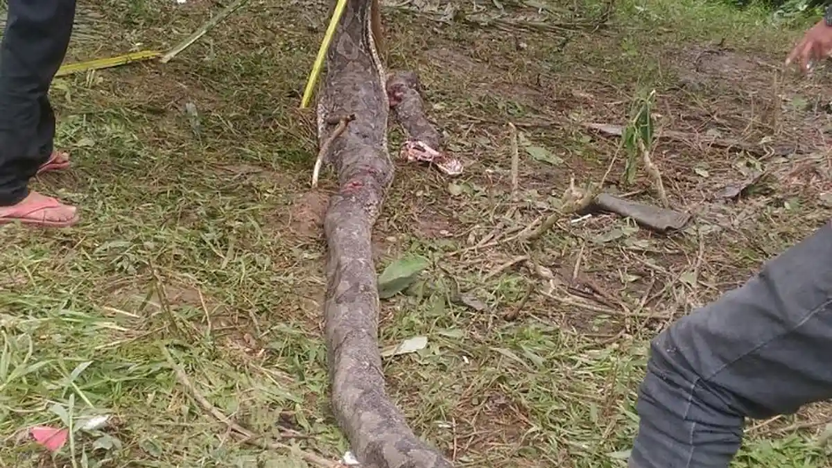 Cerita Warga yang Bunuh Piton Pemangsa Akbar: Terus Melawan Walau Ditombak 10 Kali