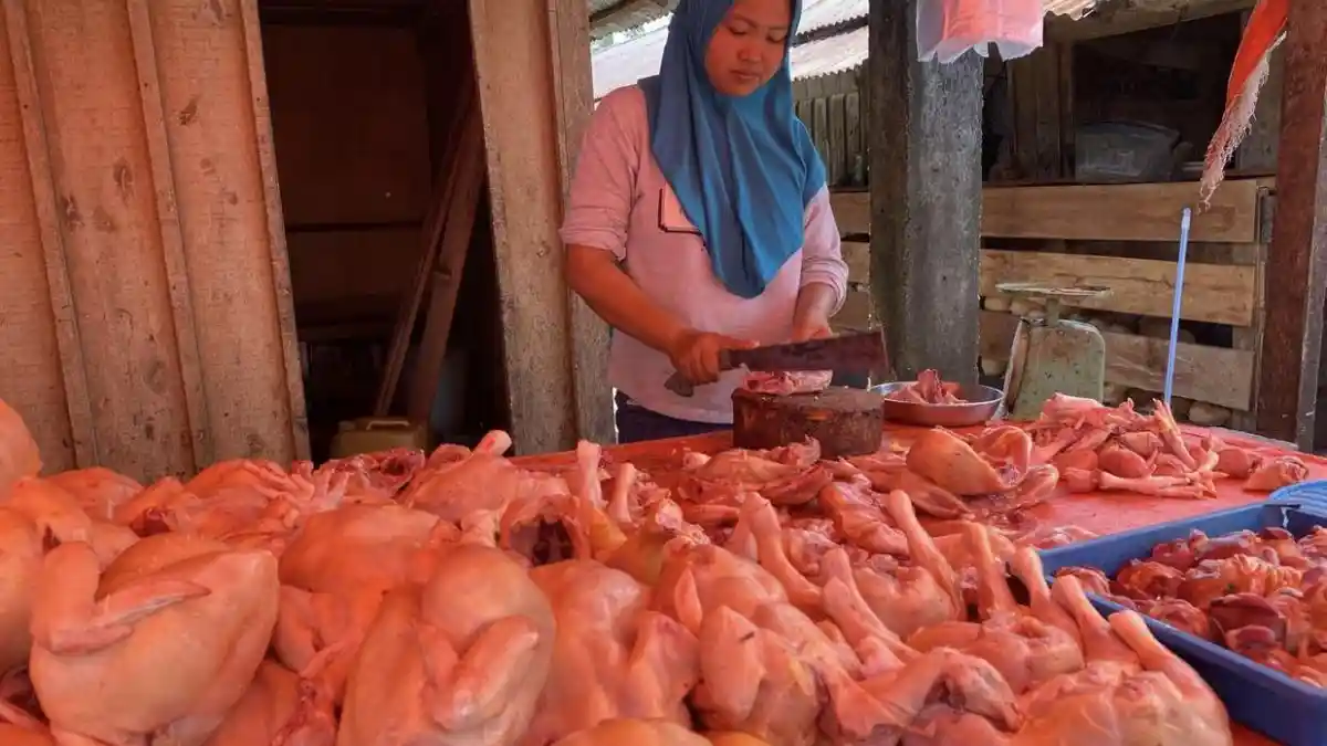 Harga Ayam Potong di Bengkulu Selatan Masih Bertahan Rp 38 Ribu Per kilogram