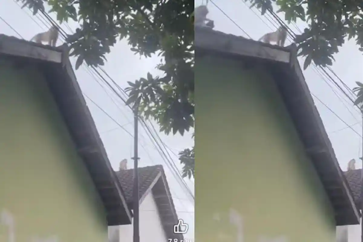 Monyet Liar Resahkan Warga Ampenan Kota Mataram