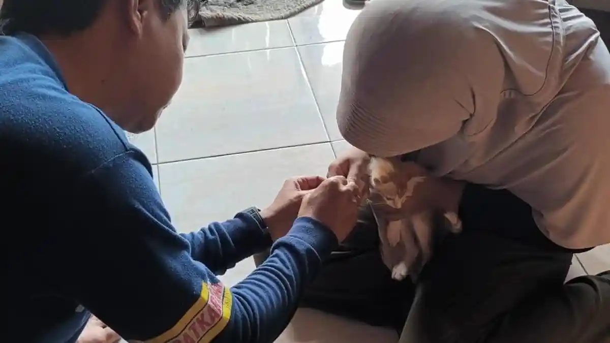 Damkar Sidaraje Cilacap Turun Tangan, Bantu Selamatkan Kucing Terjerat Kail Pancing