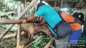 Gianyar-Dapat-Vaksin-PMK-Sebanyak-4861-Vial-Santiarka-Menyasar-ke-Seluruh-Kecamatan.jpg