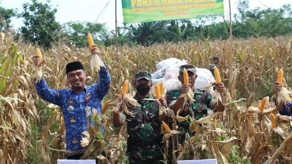 Sukseskan Program Ketahanan Pangan, Kodim 0736/Batang Bagikan Hasil Panen Jagung Kering 2,4 Ton