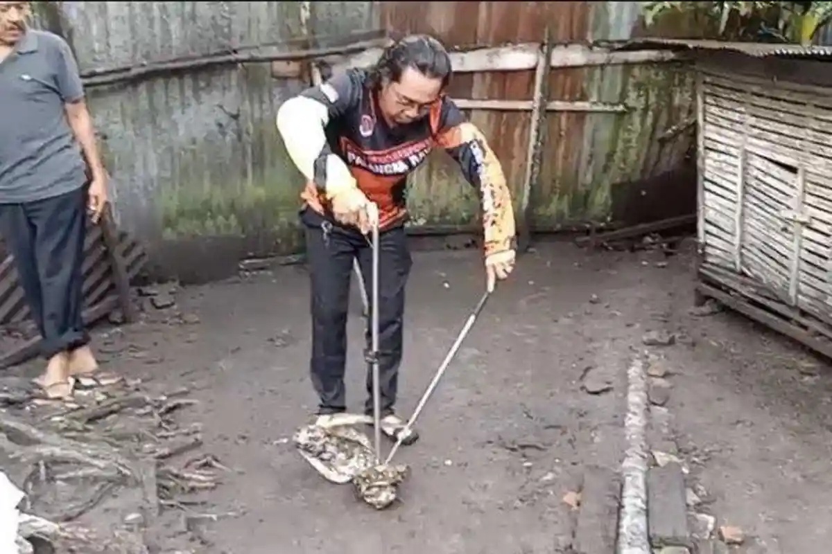 Cara Tim ERP Animal Rescue Menangkap Ular Piton 2,5 Meter, Mangsa Tiga Ternak Warga Palangkaraya