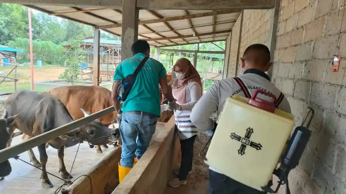 Jelang Idul Adha, Pemko Tanjungpinang Minta Semua Sapi Disemprot Disinfektan