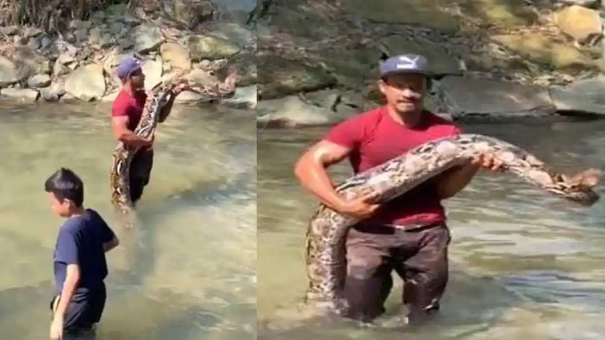 Fakta Viralnya Video Ular Piton Disebut Kencingi Seorang Bocah saat Berendam di Sungai