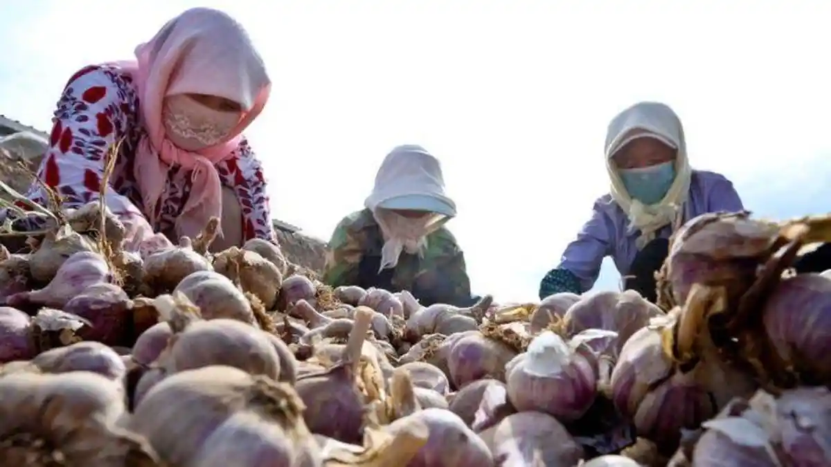 Petani Cina Boleh Bayar DP Rumah Pakai Semangka dan Bawang Putih