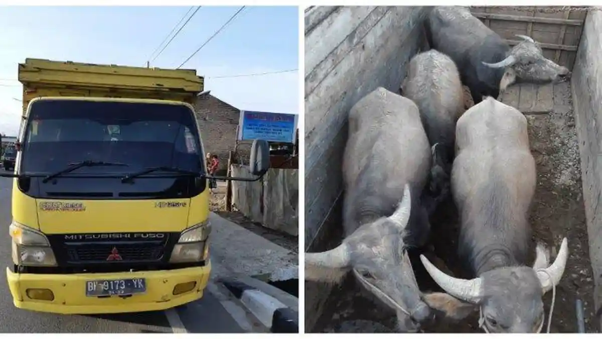 Polres Tanah Karo Amankan Empat Kerbau Curian dari Samosir
